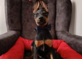 Doberman yavruları